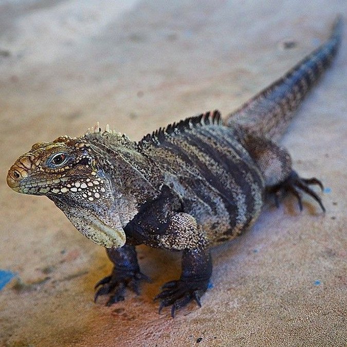 Το άλμπουμ των διακοπών του Νίκου Αλιάγα στην Κούβα [εικόνες] | iefimerida.gr 8