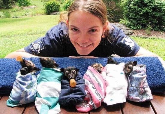 Νυχτερίδες τυλιγμένες σε κουβέρτες με μπιμπερό στο στόμα! [εικόνες] | iefimerida.gr 2