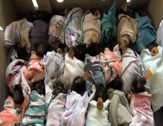 Νυχτερίδες τυλιγμένες σε κουβέρτες με μπιμπερό στο στόμα! [εικόνες] | iefimerida.gr 3