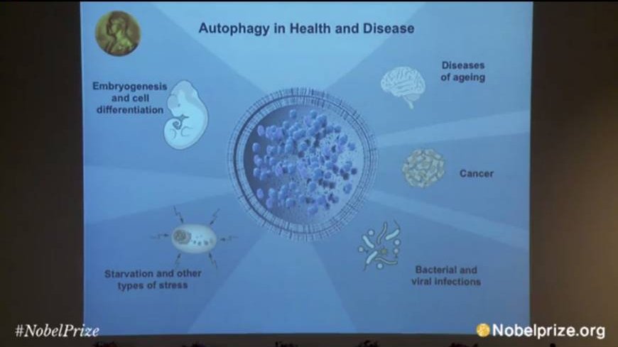 Σε Ιάπωνα επιστήμονα το Νόμπελ Ιατρικής 2016 [εικόνα]  | iefimerida.gr 0