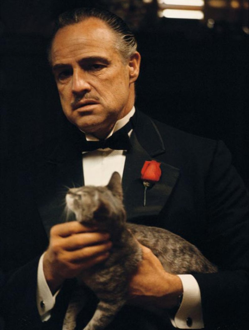 DW: Δέκα ταινίες που έμειναν στην ιστορία των Οσκαρ -Από τη Βίβιαν Λι μέχρι το Moonlight [εικόνες] | iefimerida.gr 5