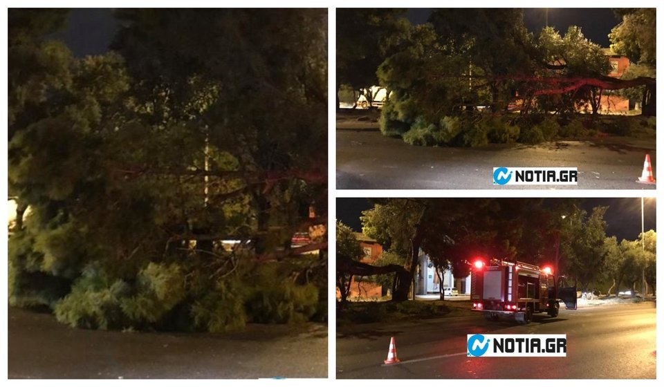 Ο «Ξενοφών» ξερίζωσε δέντρα στην Αθήνα -350 κλήσεις έχει δεχτεί η Πυροσβεστική [εικόνες]  | iefimerida.gr 0
