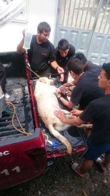 Σκύλος διασώστης πέθανε από υπερκόπωση -Κατέρρευσε μετά τη διάσωση 7 ατόμων [εικόνες] | iefimerida.gr 3