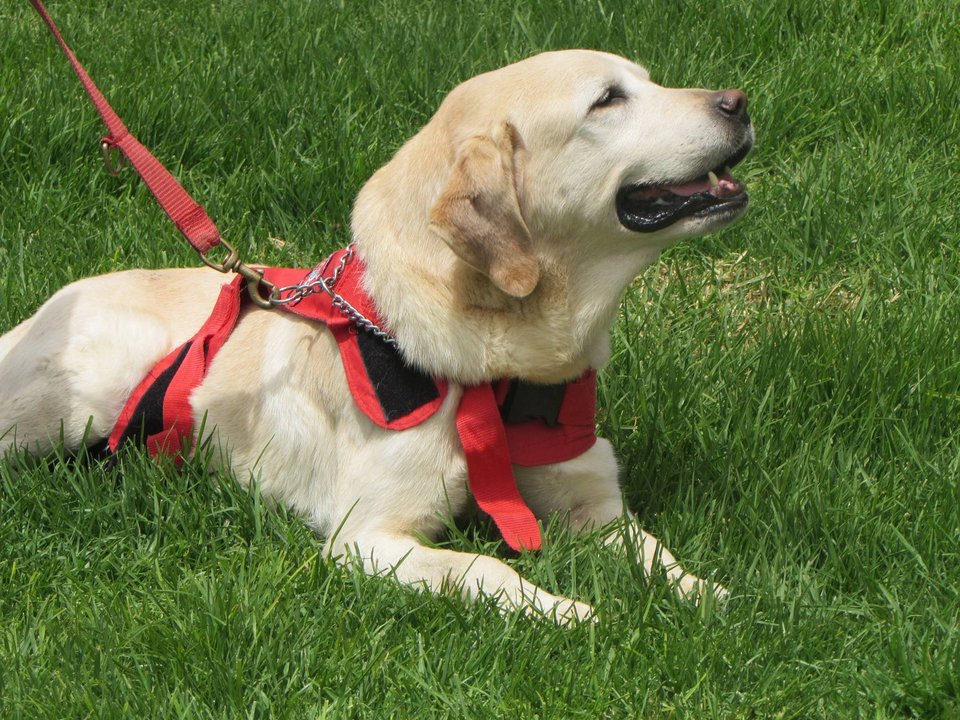 Σκύλος διασώστης πέθανε από υπερκόπωση -Κατέρρευσε μετά τη διάσωση 7 ατόμων [εικόνες] | iefimerida.gr 4