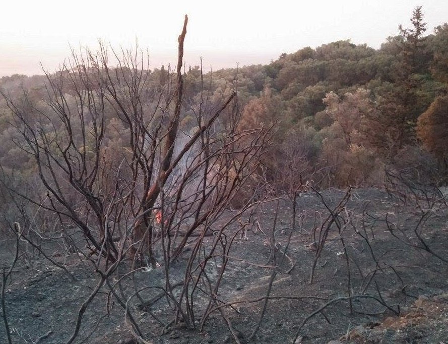  Συνελήφθη 69χρονος για την πυρκαγιά στη Σάμο [εικόνες] | iefimerida.gr 1