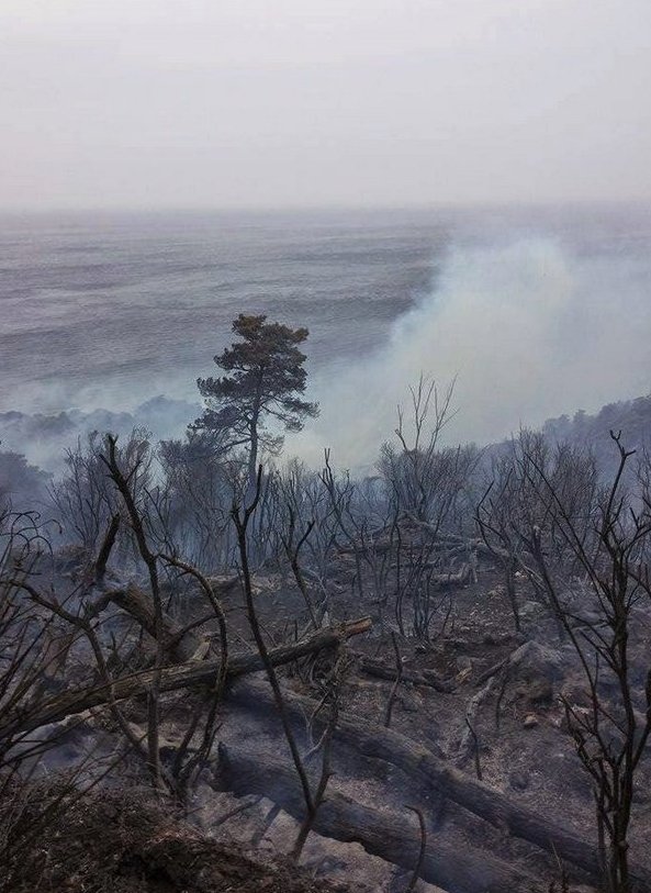  Συνελήφθη 69χρονος για την πυρκαγιά στη Σάμο [εικόνες] | iefimerida.gr 2