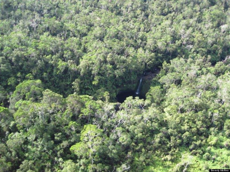 Τροπικό δάσος πωλείται σε τιμή ευκαιρίας: Προκαλεί η απόφαση πρακτορείου στη Χαβάη [εικόνες] | iefimerida.gr 0