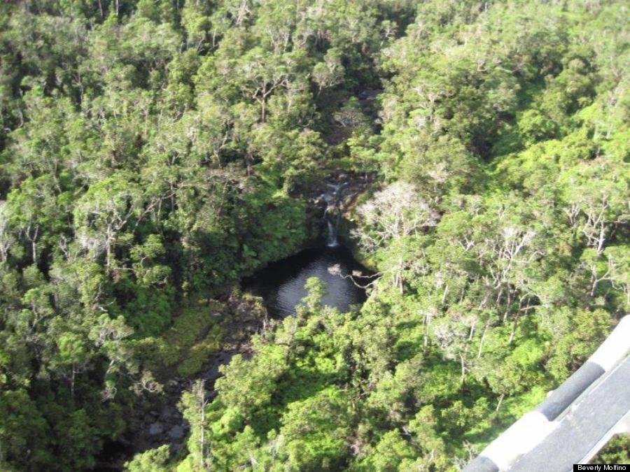 Τροπικό δάσος πωλείται σε τιμή ευκαιρίας: Προκαλεί η απόφαση πρακτορείου στη Χαβάη [εικόνες] | iefimerida.gr 1