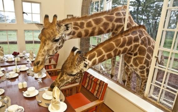 Τα πιο τρελά ξενοδοχεία στον κόσμο – Κοιμηθείτε σε κελιά, φέρετρα, σπηλιές και αγκαλιά με καμηλοπαρδάλεις [εικόνες] | iefimerida.gr 9