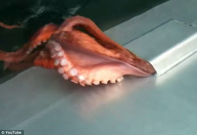 Η πιο θεαματική απόδραση: Χταπόδι ξεγλιστρά ύπουλα στη θάλασσα από μικροσκοπική τρύπα σκάφους [βίντεο] | iefimerida.gr 4