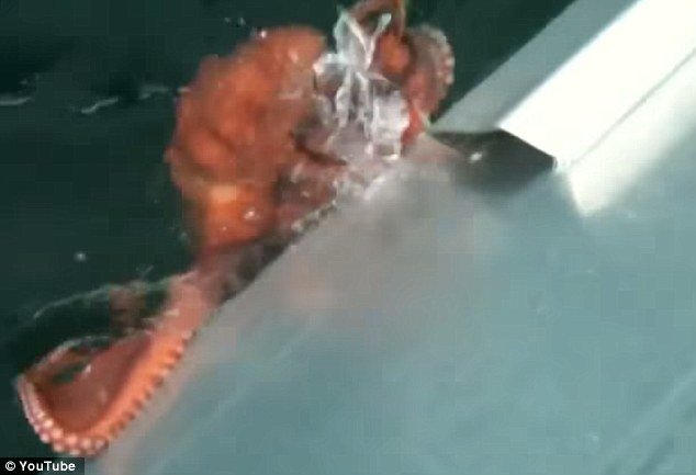 Η πιο θεαματική απόδραση: Χταπόδι ξεγλιστρά ύπουλα στη θάλασσα από μικροσκοπική τρύπα σκάφους [βίντεο] | iefimerida.gr 5