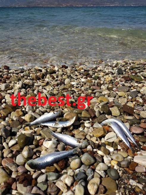 Πάτρα: Γέμισε νεκρές σαρδέλες η παραλία του Αγίου Βασιλείου [εικόνες] | iefimerida.gr 2