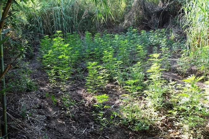 Μεσσηνία:  Ελικόπτερο της ΕΛ.ΑΣ. εντόπισε «φάρμα» κάνναβης -Συνελήφθησαν 5 άτομα [εικόνες] | iefimerida.gr 0