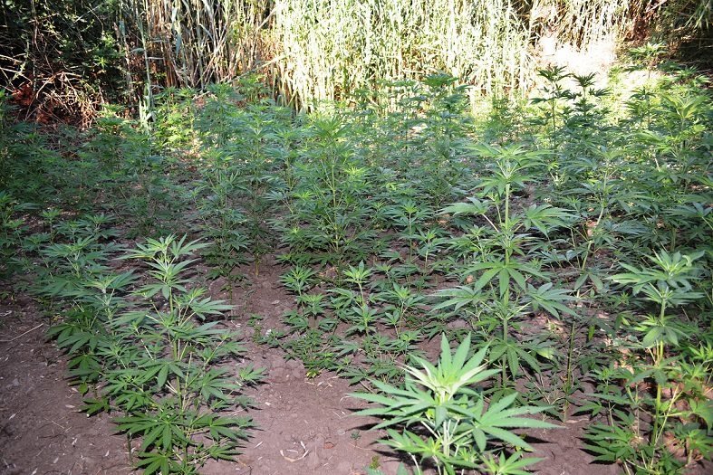 Μεσσηνία:  Ελικόπτερο της ΕΛ.ΑΣ. εντόπισε «φάρμα» κάνναβης -Συνελήφθησαν 5 άτομα [εικόνες] | iefimerida.gr 1