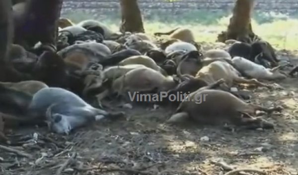 Αγραφα: Κεραυνός σκότωσε ολόκληρο κοπάδι αιγοπροβάτων [εικόνα] | iefimerida.gr 0