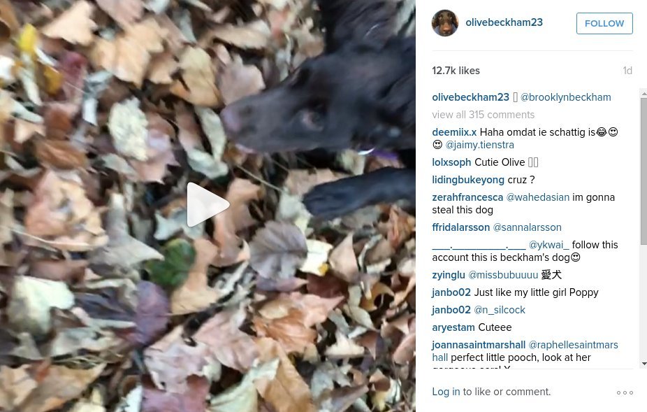 Η σκυλίτσα των Μπέκαμ έγινε σταρ στο Instagram [εικόνες] | iefimerida.gr 2