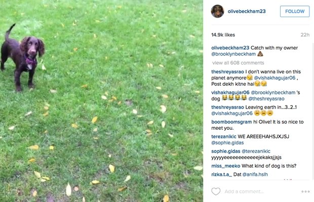 Η σκυλίτσα των Μπέκαμ έγινε σταρ στο Instagram [εικόνες] | iefimerida.gr 1