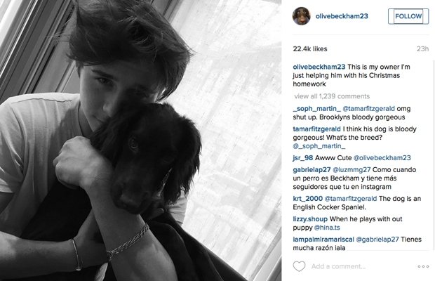 Η σκυλίτσα των Μπέκαμ έγινε σταρ στο Instagram [εικόνες] | iefimerida.gr 0
