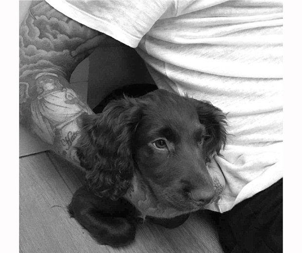 Η σκυλίτσα των Μπέκαμ έγινε σταρ στο Instagram [εικόνες] | iefimerida.gr 3