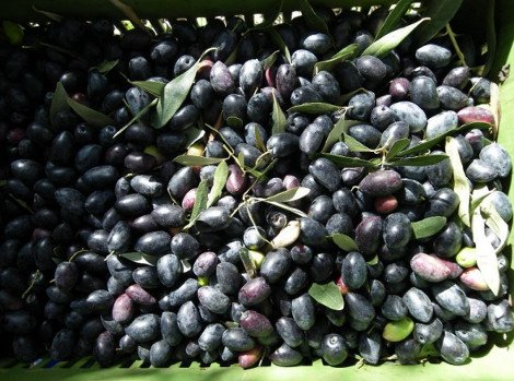 Πώς μια πρώην τραπεζικός «κατακτά» το εξωτερικό: Το εξαιρετικό ελαιόλαδο με όνομα βγαλμένο από την Επανάσταση του '21 [εικόνες] | iefimerida.gr 5