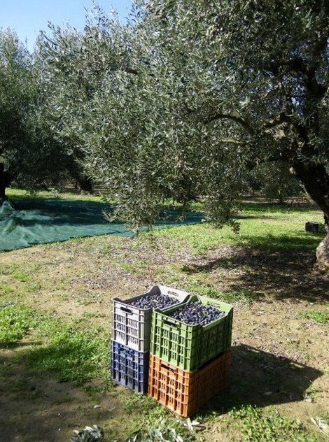 Πώς μια πρώην τραπεζικός «κατακτά» το εξωτερικό: Το εξαιρετικό ελαιόλαδο με όνομα βγαλμένο από την Επανάσταση του '21 [εικόνες] | iefimerida.gr 6