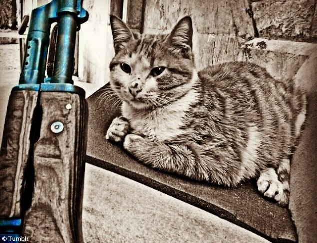 Ολλανδός εντάχθηκε στο ISIS, έγινε τζιχαντιστής και ποστάρει για τη ζωή του στο Tumblr -Οι απαντήσεις σοκ στις ερωτήσεις που του κάνουν άλλοι χρήστες [εικόνες] | iefimerida.gr 14