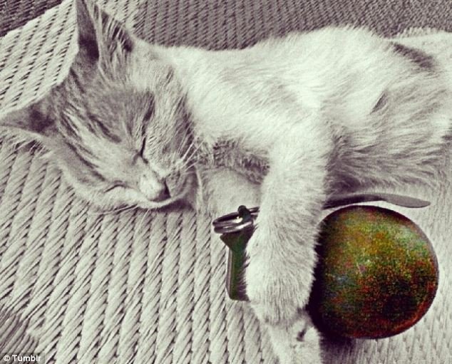 Ολλανδός εντάχθηκε στο ISIS, έγινε τζιχαντιστής και ποστάρει για τη ζωή του στο Tumblr -Οι απαντήσεις σοκ στις ερωτήσεις που του κάνουν άλλοι χρήστες [εικόνες] | iefimerida.gr 15