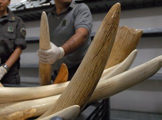 Χιλιάδες ζώα κατασχέθηκαν σε τεράστια επιχείρηση κατά του λαθρεμπορίου [εικόνες] | iefimerida.gr 2