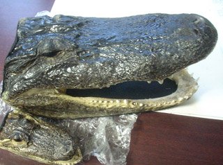 Χιλιάδες ζώα κατασχέθηκαν σε τεράστια επιχείρηση κατά του λαθρεμπορίου [εικόνες] | iefimerida.gr 1