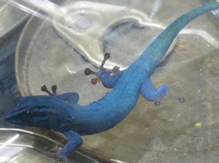 Χιλιάδες ζώα κατασχέθηκαν σε τεράστια επιχείρηση κατά του λαθρεμπορίου [εικόνες] | iefimerida.gr 0