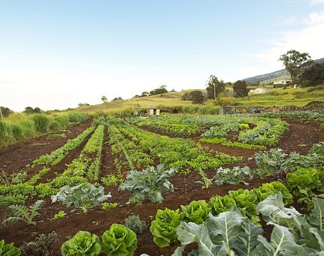 Στην παραμυθένια φάρμα της στην Χαβάη φωτογραφήθηκε η Όπρα [εικόνες+βίντεο]  | iefimerida.gr 1