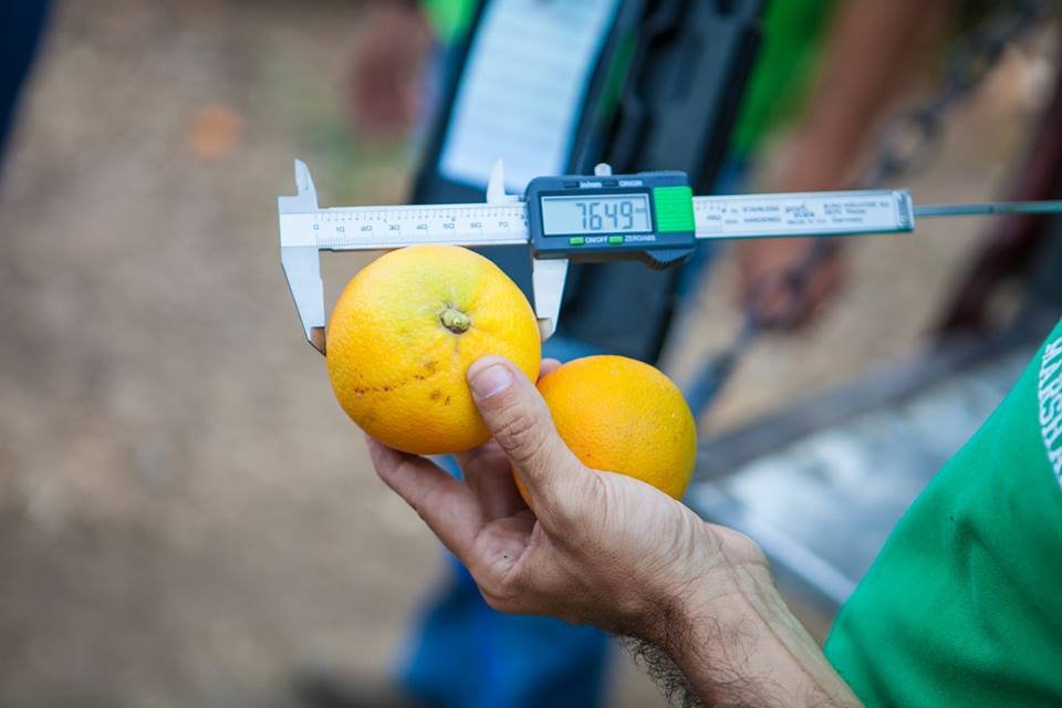 Ετοιμάζεται η Orangeland στη Σπάρτη -Πορτοκαλοπαραγωγή, ξεναγήσεις, αθλητισμός [εικόνες]  | iefimerida.gr 2