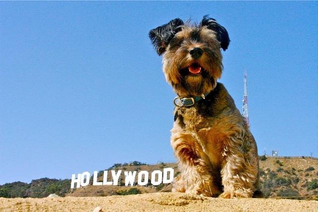 Ο τετράποδος Φιλέας Φογκ γλίτωσε από την ευθανασία και γύρισε όλο τον κόσμο [εικόνες] | iefimerida.gr 1