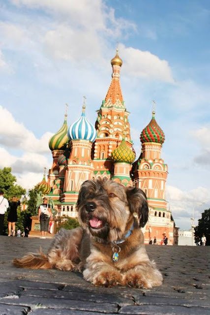 Ο τετράποδος Φιλέας Φογκ γλίτωσε από την ευθανασία και γύρισε όλο τον κόσμο [εικόνες] | iefimerida.gr 2