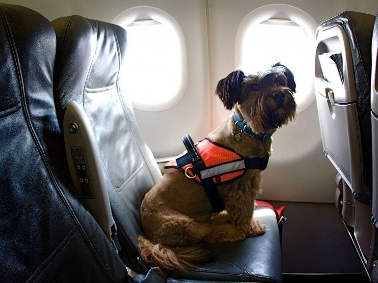 Ο τετράποδος Φιλέας Φογκ γλίτωσε από την ευθανασία και γύρισε όλο τον κόσμο [εικόνες] | iefimerida.gr 3