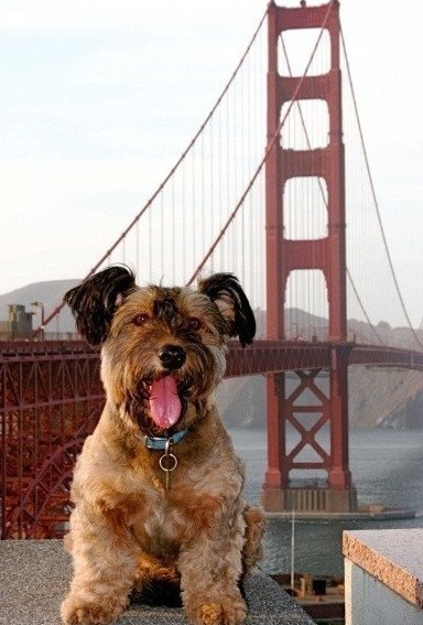 Ο τετράποδος Φιλέας Φογκ γλίτωσε από την ευθανασία και γύρισε όλο τον κόσμο [εικόνες] | iefimerida.gr 4