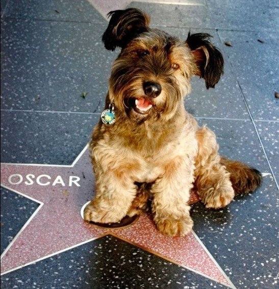 Ο τετράποδος Φιλέας Φογκ γλίτωσε από την ευθανασία και γύρισε όλο τον κόσμο [εικόνες] | iefimerida.gr 5