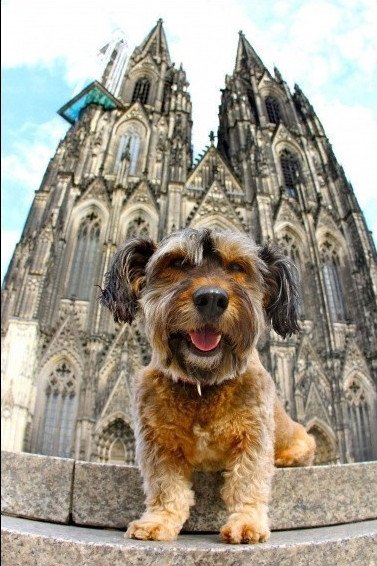 Ο τετράποδος Φιλέας Φογκ γλίτωσε από την ευθανασία και γύρισε όλο τον κόσμο [εικόνες] | iefimerida.gr 6