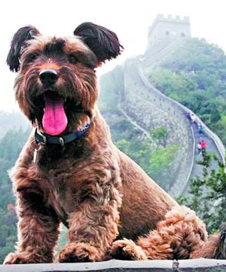 Ο τετράποδος Φιλέας Φογκ γλίτωσε από την ευθανασία και γύρισε όλο τον κόσμο [εικόνες] | iefimerida.gr 7