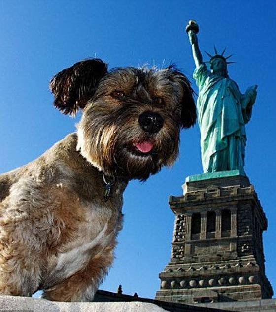 Ο τετράποδος Φιλέας Φογκ γλίτωσε από την ευθανασία και γύρισε όλο τον κόσμο [εικόνες] | iefimerida.gr 8