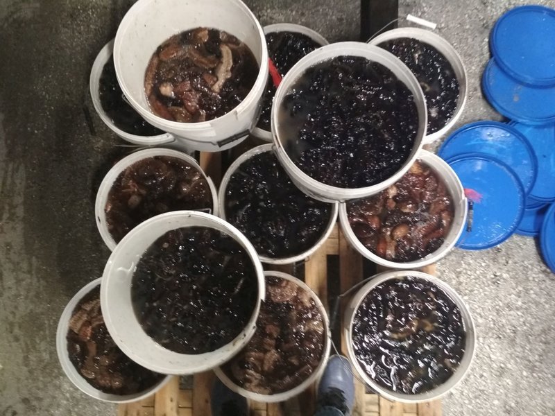 Καβάλα: 60χρονος είχε 207 κιλά όστρακα σε κουβάδες, μέσα σε αυτοκίνητο [εικόνες] | iefimerida.gr 0