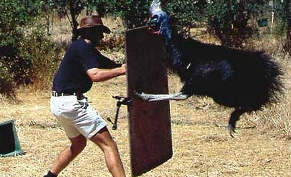 Όταν τα ζώα επιτίθενται εκεί που δεν το περιμένεις! [εικόνες] | iefimerida.gr 9