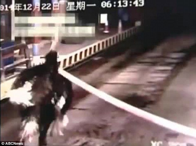 Σάστισαν οι οδηγοί: Στρουθοκάμηλος τρέχει στην εθνική οδό [βίντεο] | iefimerida.gr 2