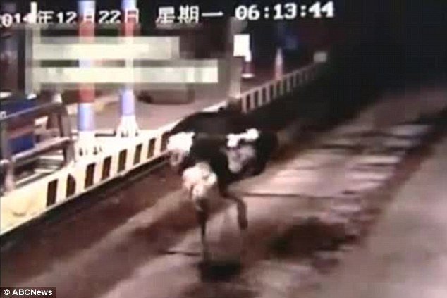 Σάστισαν οι οδηγοί: Στρουθοκάμηλος τρέχει στην εθνική οδό [βίντεο] | iefimerida.gr 3