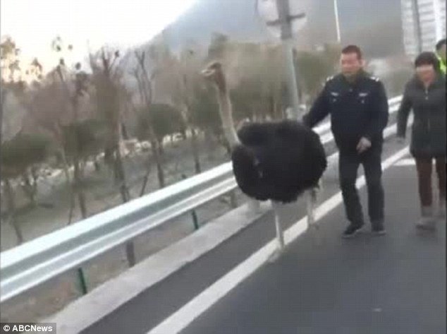 Σάστισαν οι οδηγοί: Στρουθοκάμηλος τρέχει στην εθνική οδό [βίντεο] | iefimerida.gr 1