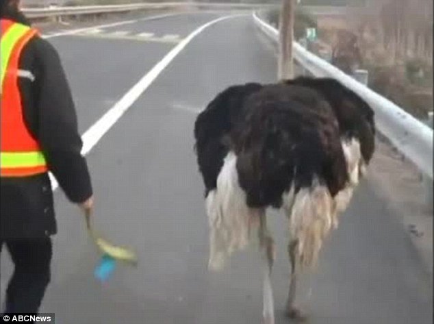 Σάστισαν οι οδηγοί: Στρουθοκάμηλος τρέχει στην εθνική οδό [βίντεο] | iefimerida.gr 6