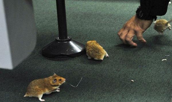 Eφοδoς ποντικιών σε κοινοβούλιο στην Βραζιλία [εικόνες]  | iefimerida.gr 0