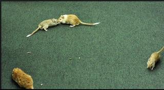 Eφοδoς ποντικιών σε κοινοβούλιο στην Βραζιλία [εικόνες]  | iefimerida.gr 1