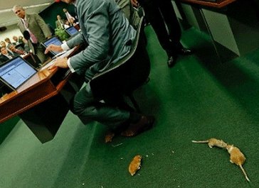 Eφοδoς ποντικιών σε κοινοβούλιο στην Βραζιλία [εικόνες]  | iefimerida.gr 2