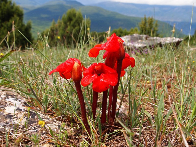 Το πανέμορφο λουλούδι-παράσιτο που φυτρώνει μόνο στις Πρέσπες [εικόνες]  | iefimerida.gr 1